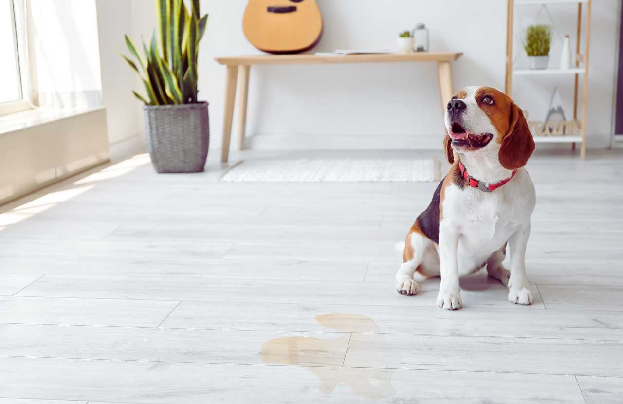 how to keep hardwood floors clean with dogs